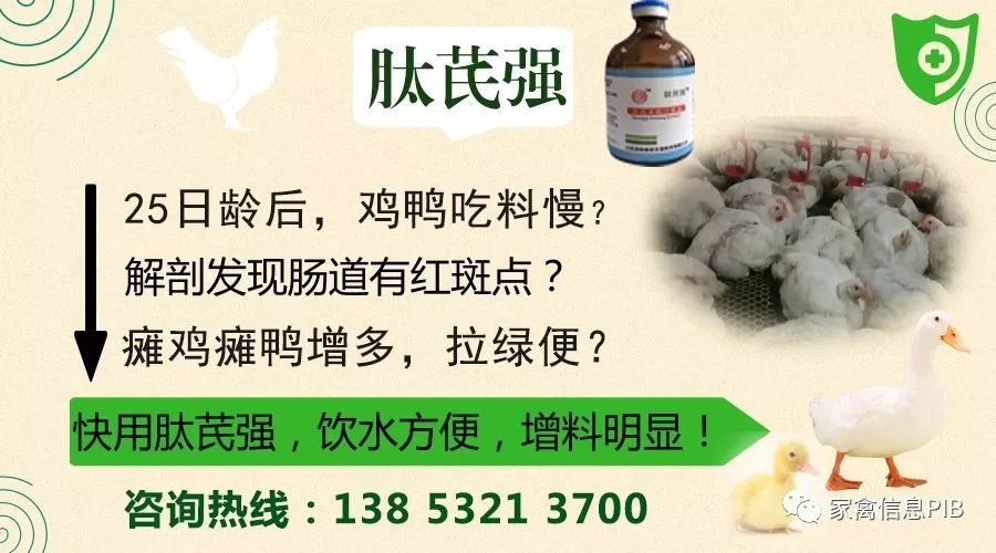 山东鸡价格多少钱一斤,山东肉毛鸡多少一斤