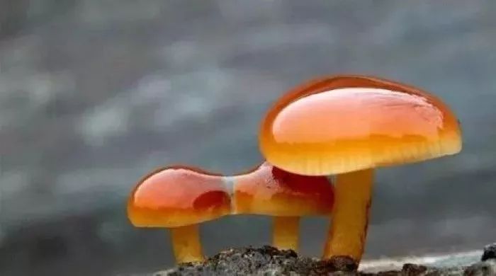 2017毒蘑菇中毒指南,广东进入毒蘑菇高发季节