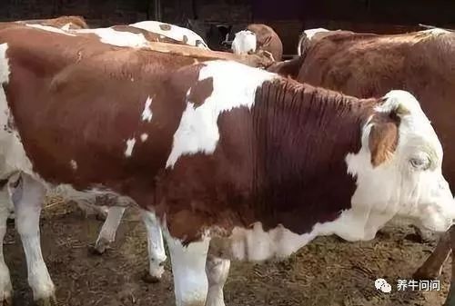 母牛胎衣不下，养牛户切不可置之不理！