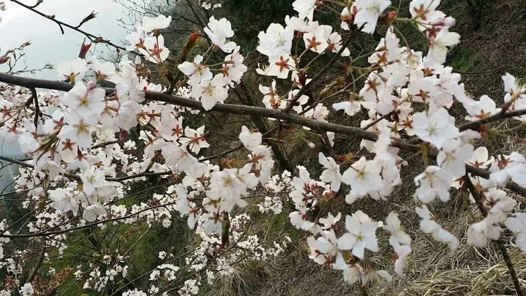 咸宁市赏花景点有哪些景区,诗意踏青春暖花开