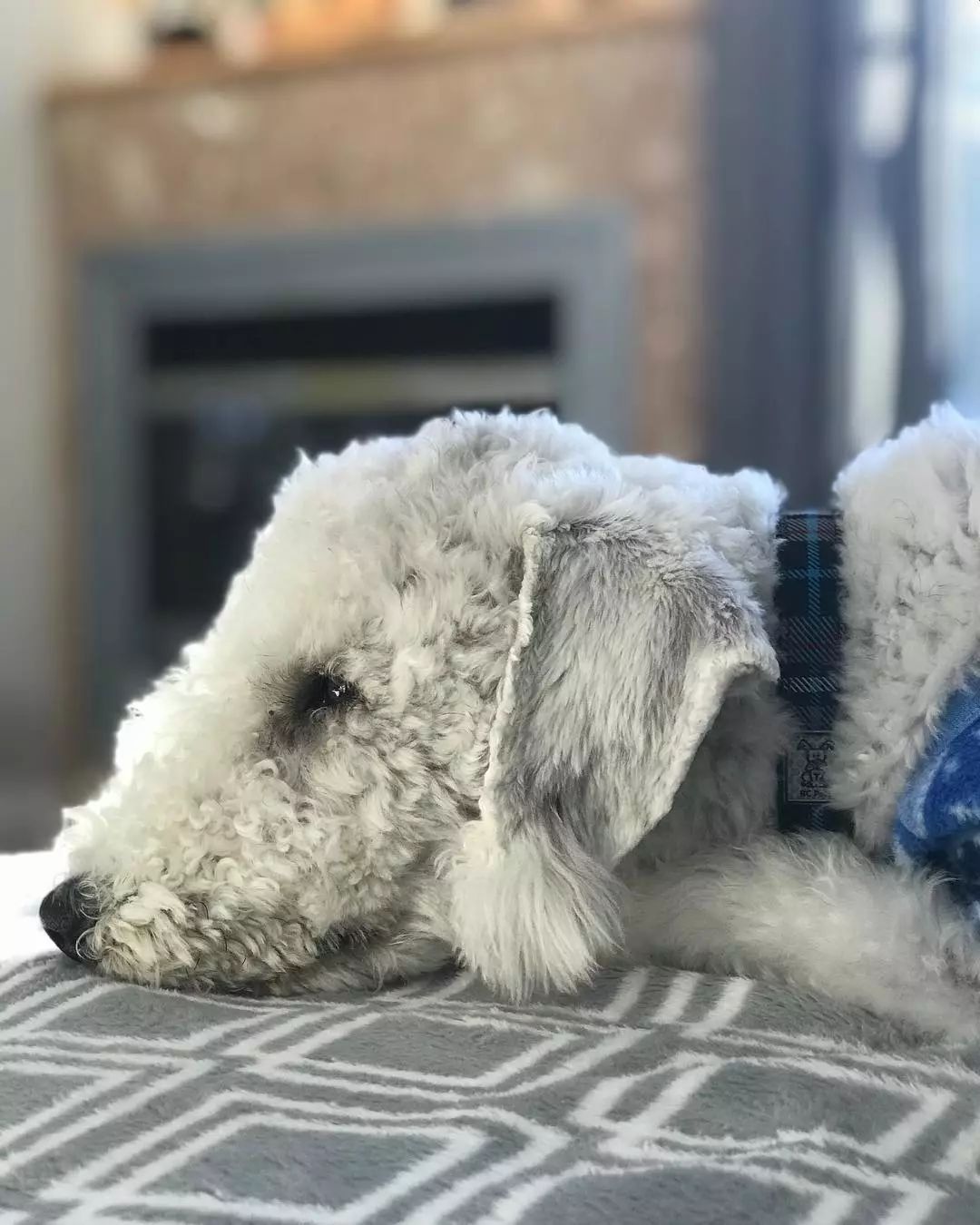 除了长得像绵羊之外,这种狗还另类得可怕!|犬种