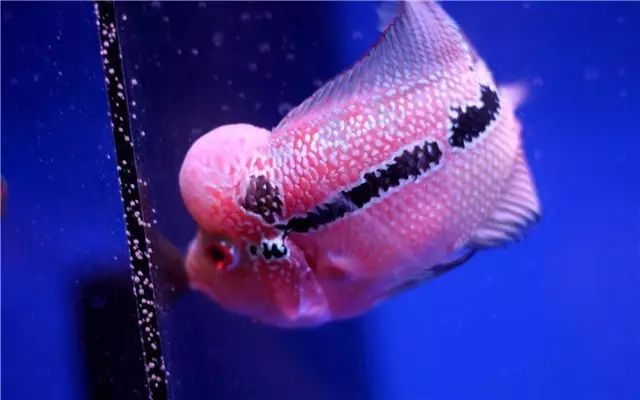 为什么新鱼入缸总是会死鱼,新买的鱼入缸身上有气泡怎么回事