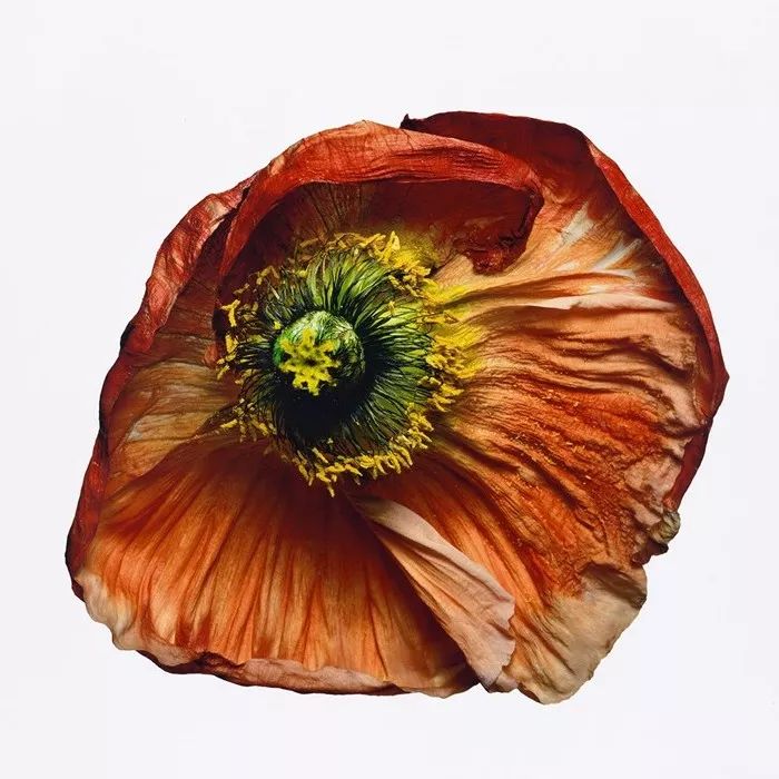 「Japonismes」风潮中，三宅一生过时了吗？