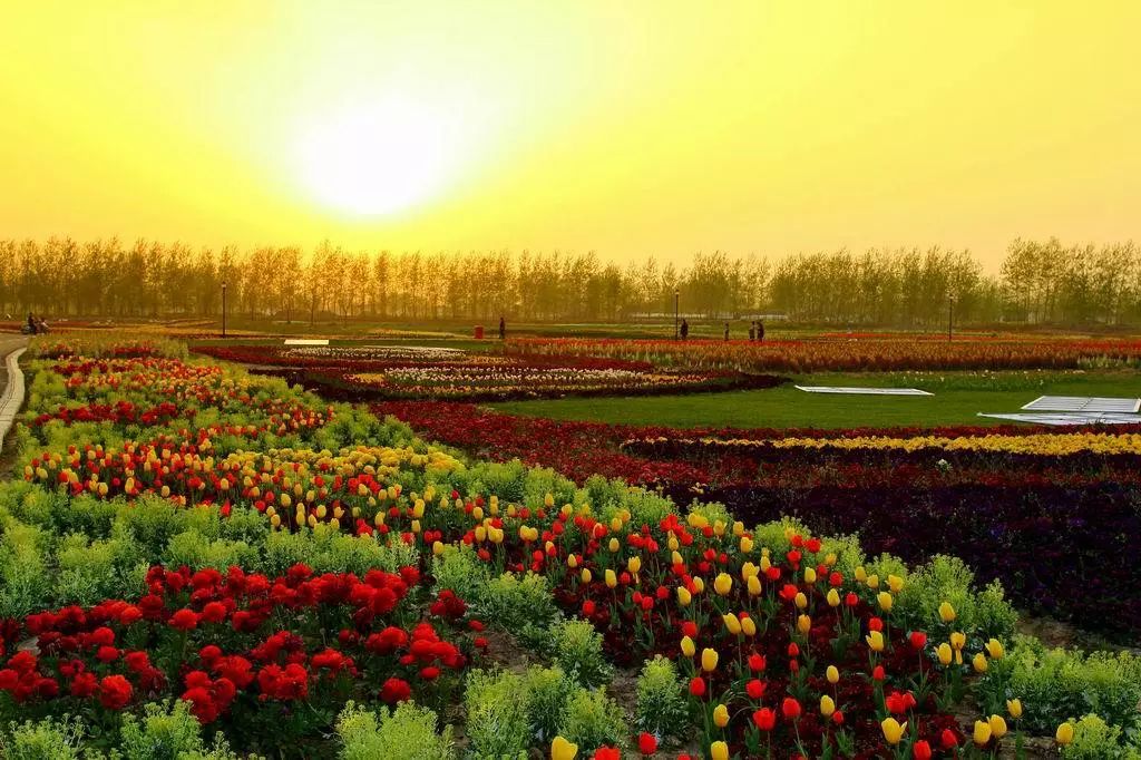 景观花海攻略,花海踏春旅游景点