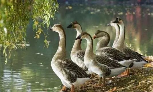 未来一两年养鹅市场行情,今年养鹅的市场行情好吗