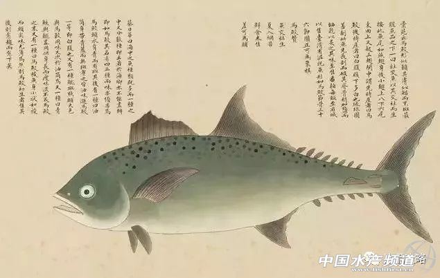 年前的海鲜,30年前的海鸥表