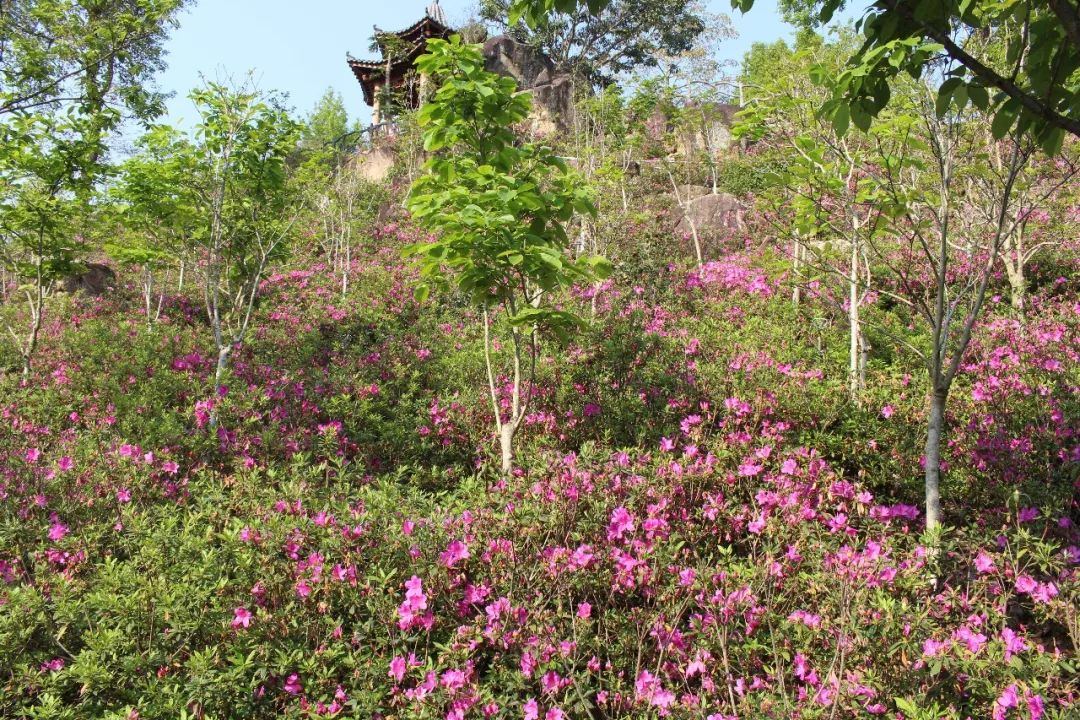 适合踏春的景点厦门,厦门春季旅游攻略