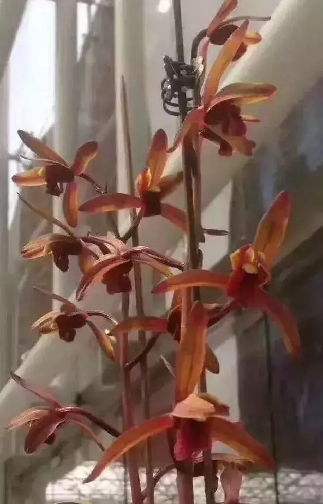 十几万一棵的多肉,一盆市价10万的多肉