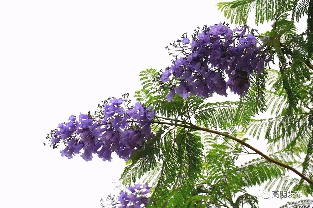 禾雀花美翻三月天,禾雀花盛开美翻三月天