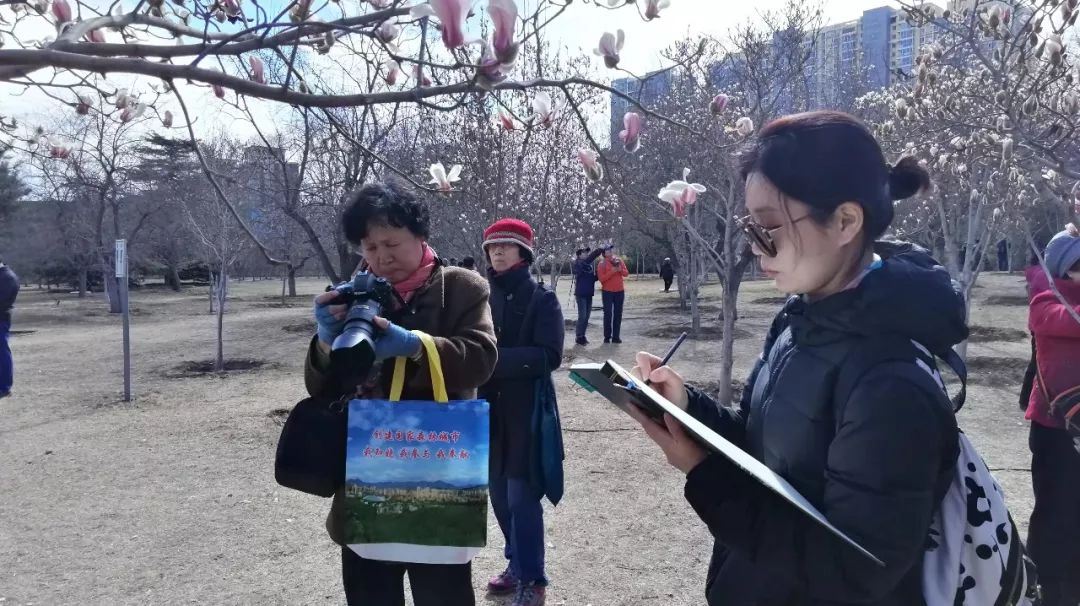 玉兰初绽,玉兰绽放春天如约而至