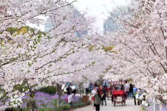 万花丛怎么拍照,万花丛中拍照技巧
