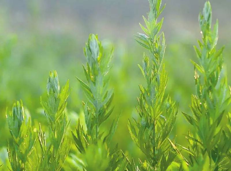 80岁妇科病与内裤有关系吗,80%的妇科问题