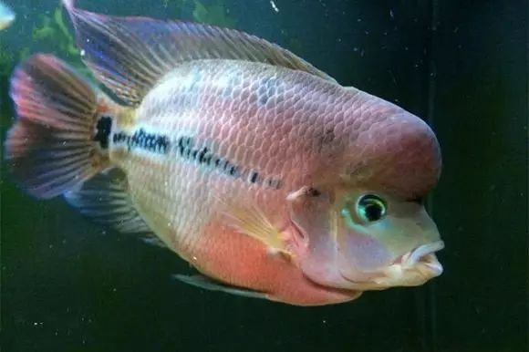 闆岄泟楸肩殑姝ｇ‘閰嶅鏂规硶,绉嶉奔濡備綍閰嶅