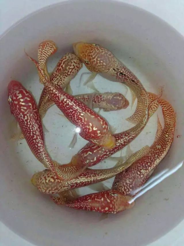 闆岄泟楸肩殑姝ｇ‘閰嶅鏂规硶,绉嶉奔濡備綍閰嶅