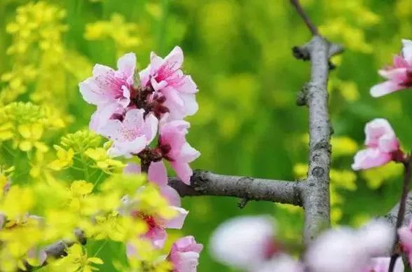 贵阳适合春季游玩赏花的好去处,贵阳春天最美的地方在哪里