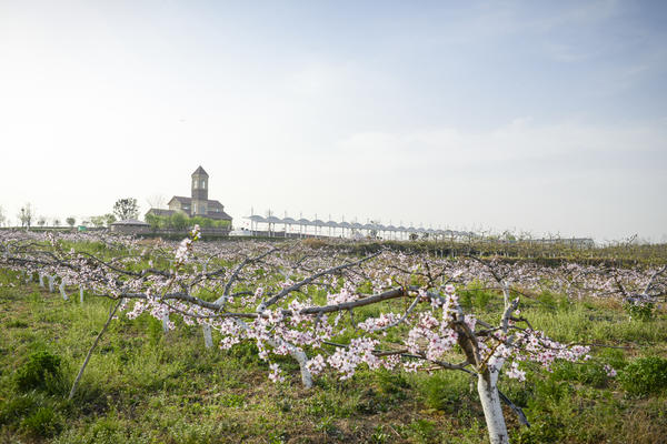 春游郑州这份赏花攻略请收好,郑州自驾踏青赏花好去处