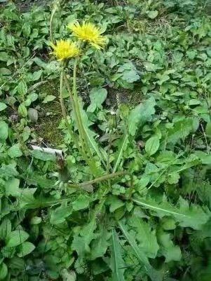 春游郑州这份赏花攻略请收好,郑州自驾踏青赏花好去处