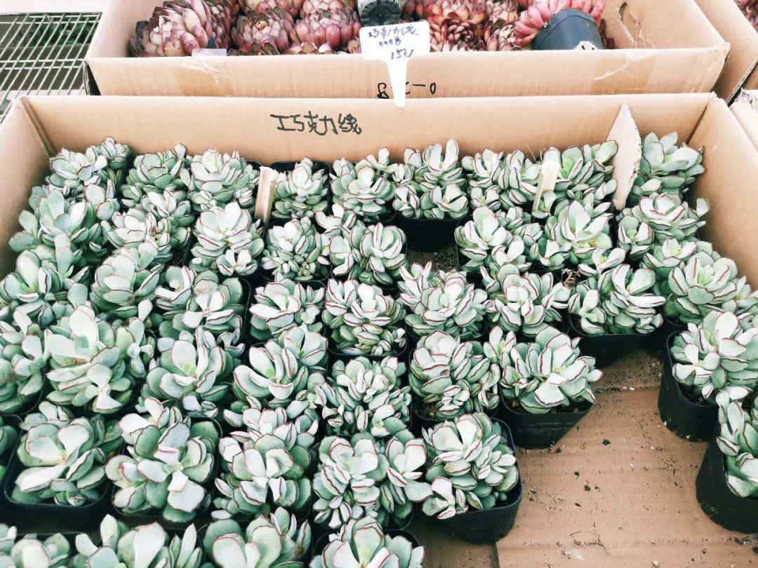 西安最大花卉交易市场,西安朱宏路丰产路巨坤花卉市场