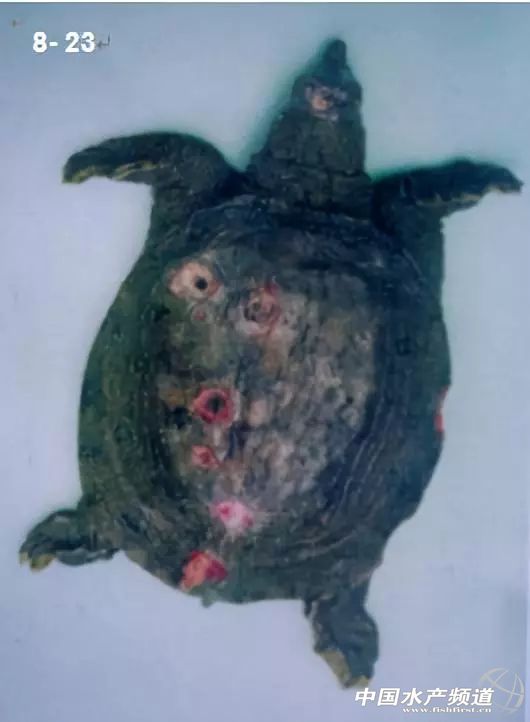 鱼疥疮病原因,鱼痘疮病怎么治疗