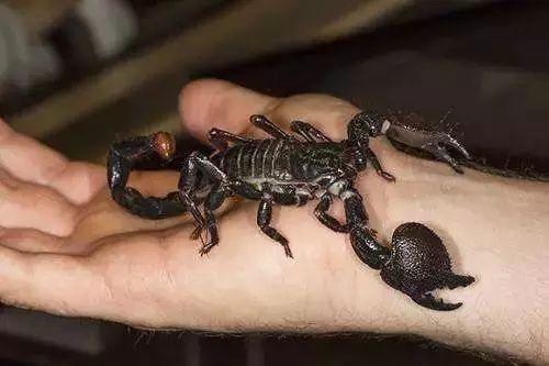 蝎子烟,蝎子烟有什么危害