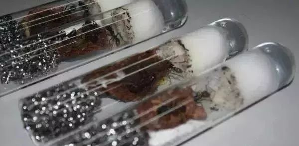 蝎子烟,蝎子烟有什么危害