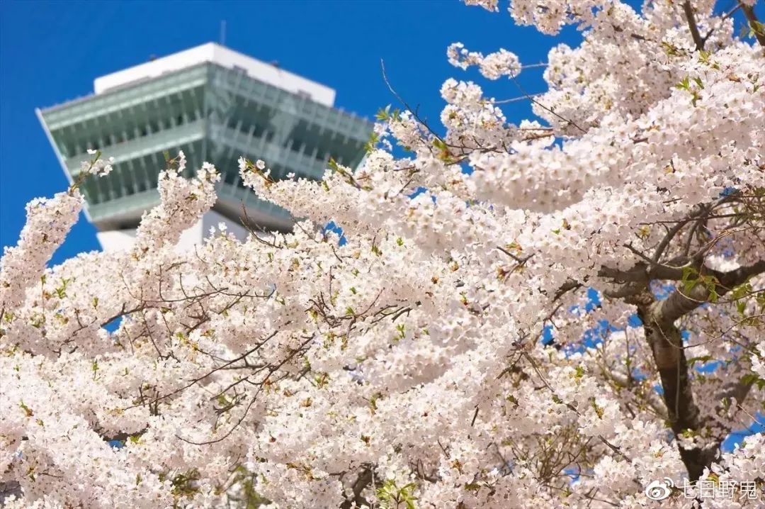 2019年日本大赏排行榜,2018全日本赏樱花旅游攻略