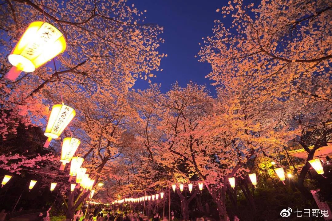 2019年日本大赏排行榜,2018全日本赏樱花旅游攻略