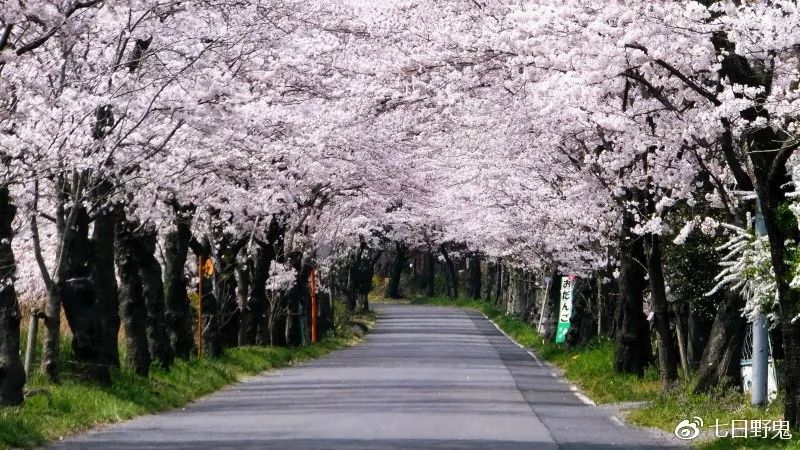 2019年日本大赏排行榜,2018全日本赏樱花旅游攻略