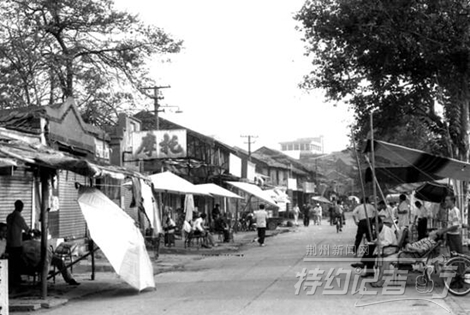 特约记者行最新视频,特约记者行俯瞰荆州醉美油菜花海