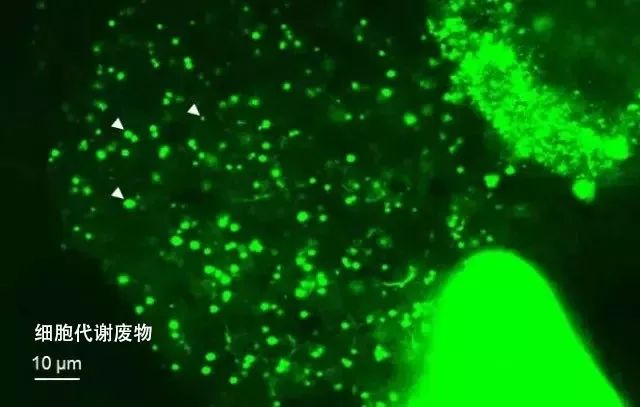 中国老干妈热销海外,国产品牌老干妈