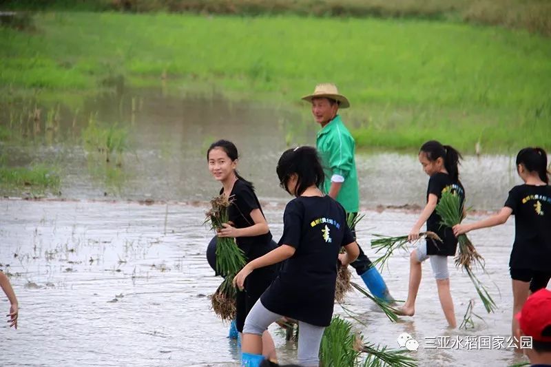 水稻国家公园评价,水稻国家公园有哪些项目