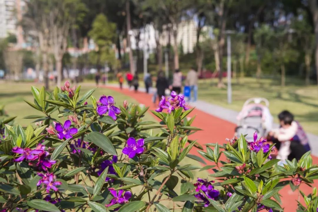 广州天河的绿道,天河绿道