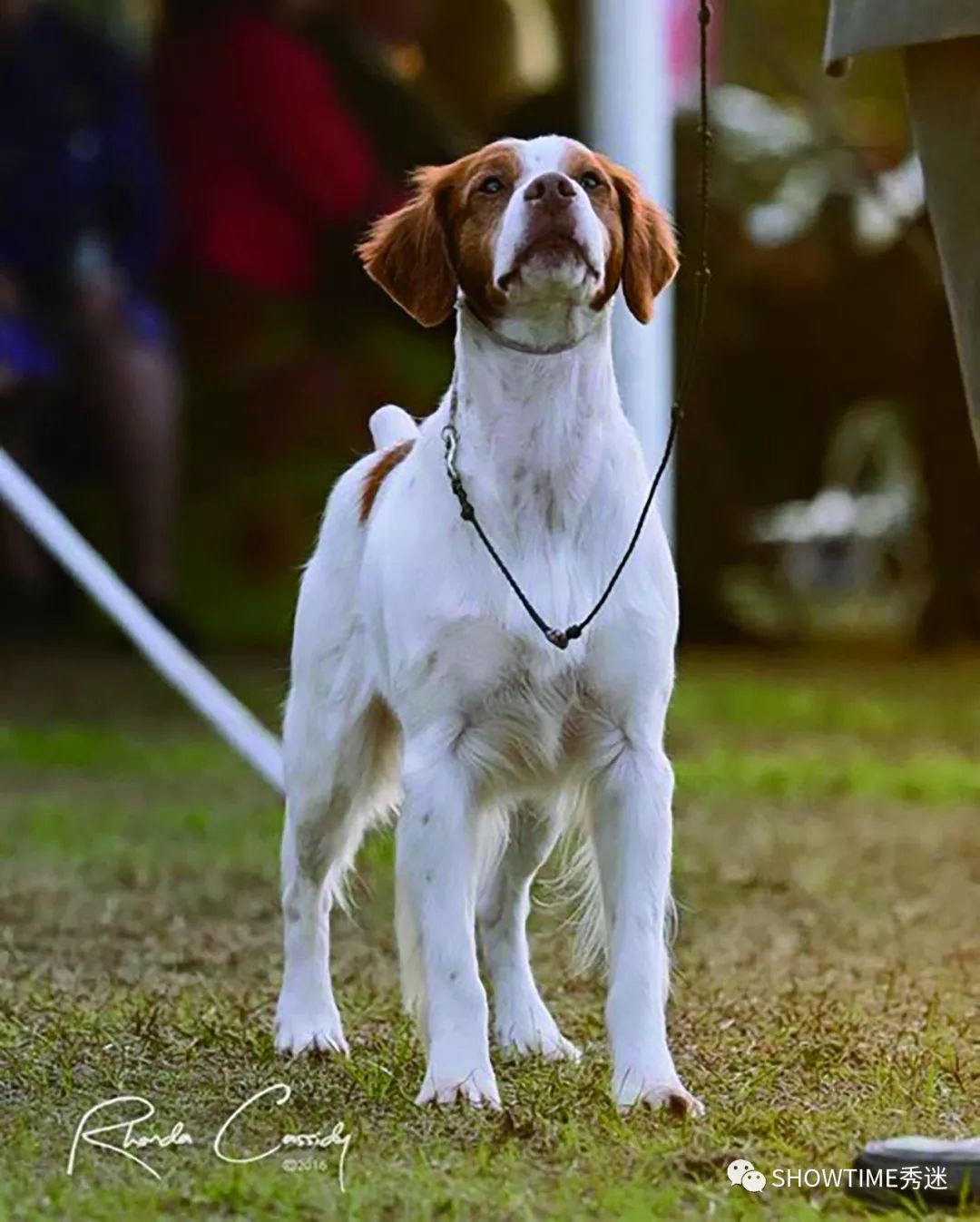 Elyn：非常安静内向的……野姑娘。|犬学知识专业版封面故事