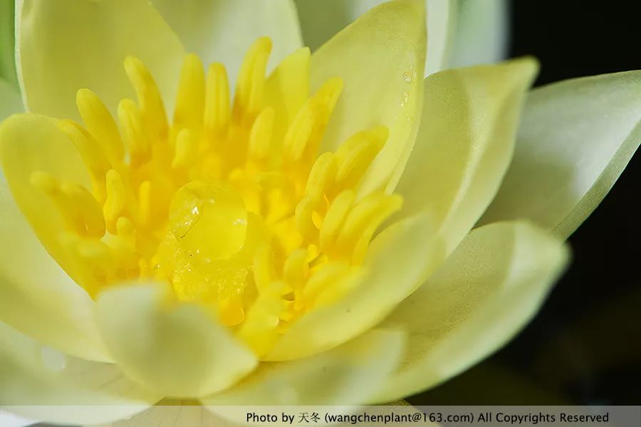 微型睡莲的品种及图片介绍,冬季适合种植的睡莲