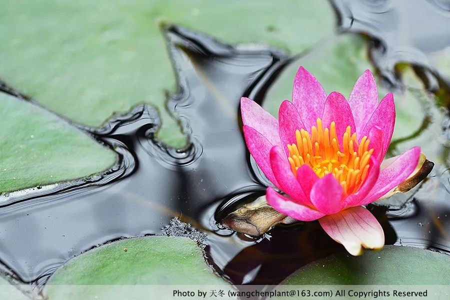 微型睡莲的品种及图片介绍,冬季适合种植的睡莲
