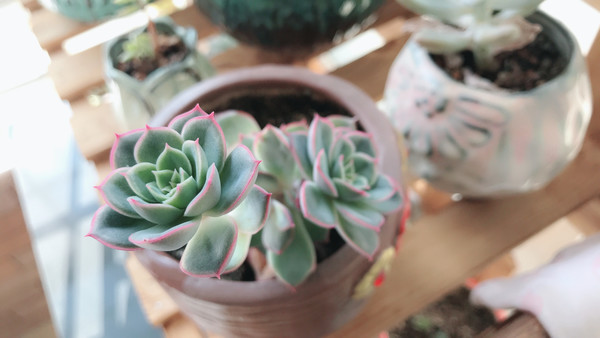 nokia9pureview拆解图,nokia9pureview和p40