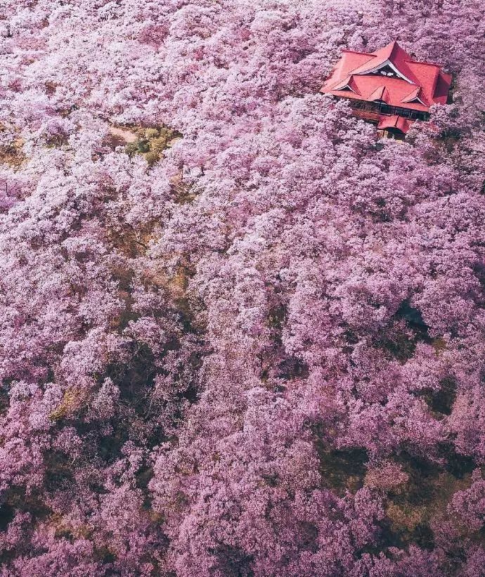 日本有关樱花的照片,日本最美樱花图