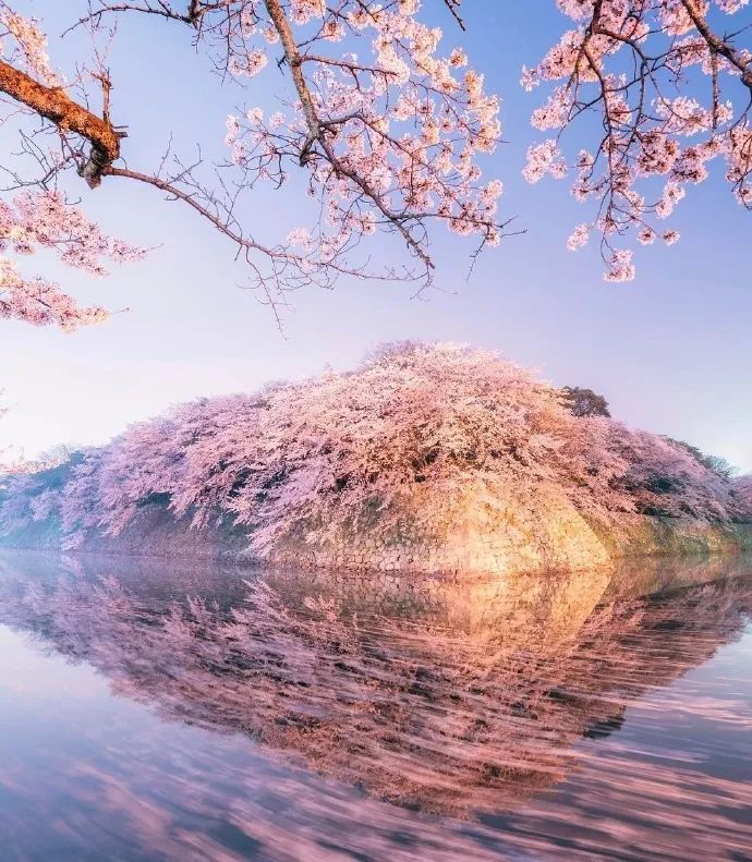日本有关樱花的照片,日本最美樱花图