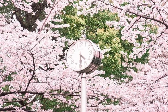 日本有关樱花的照片,日本最美樱花图