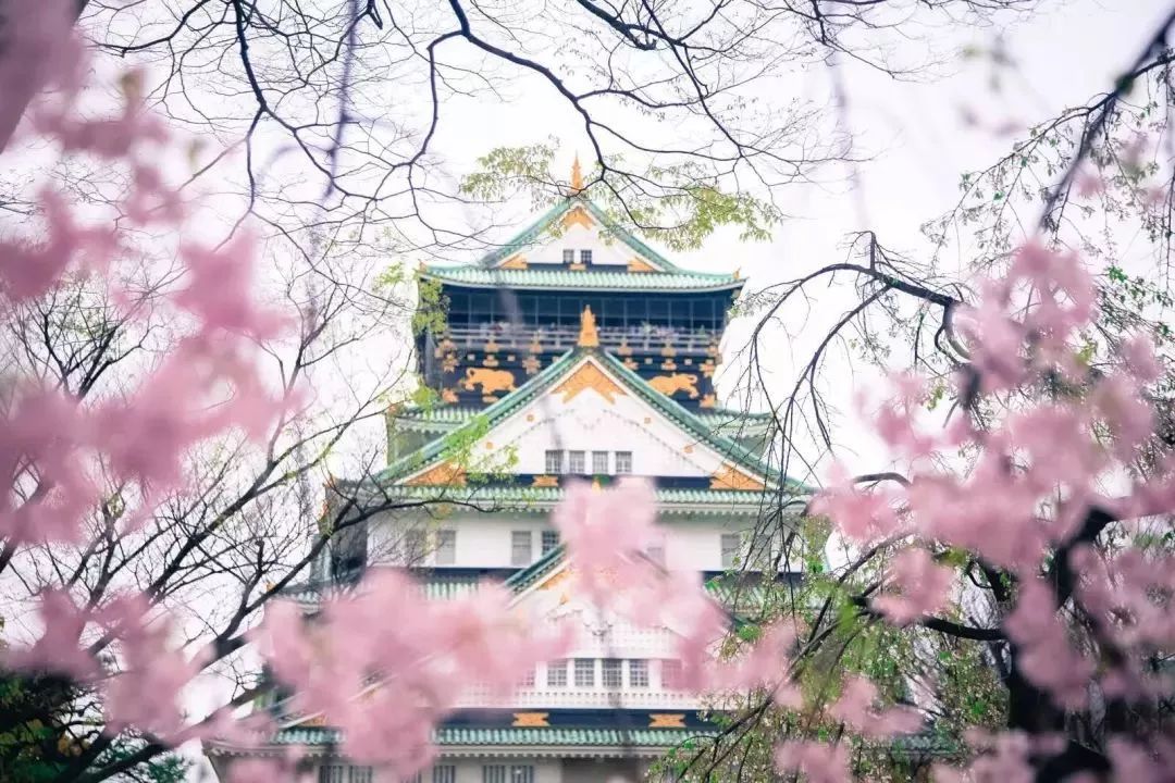 日本有关樱花的照片,日本最美樱花图