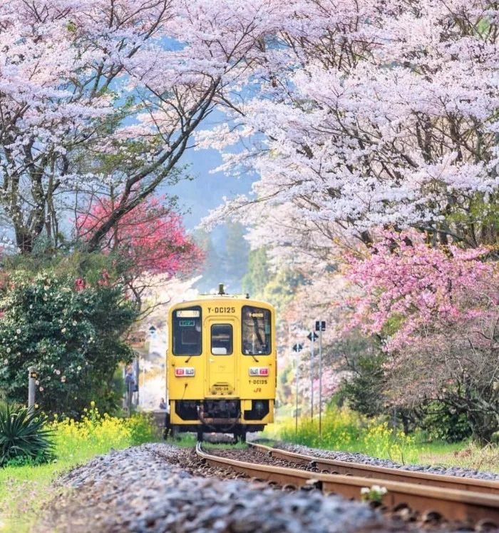 日本有关樱花的照片,日本最美樱花图