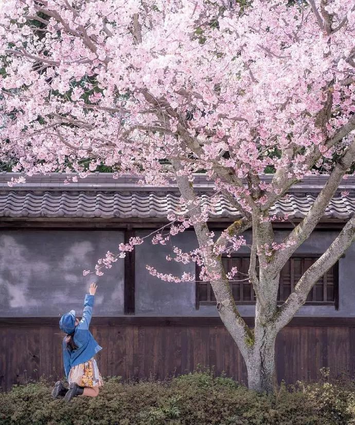日本有关樱花的照片,日本最美樱花图