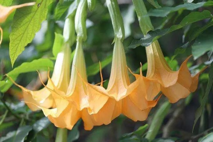 吃了街边买的“青菜”,一家三口急送医!这些菜清明常出没…