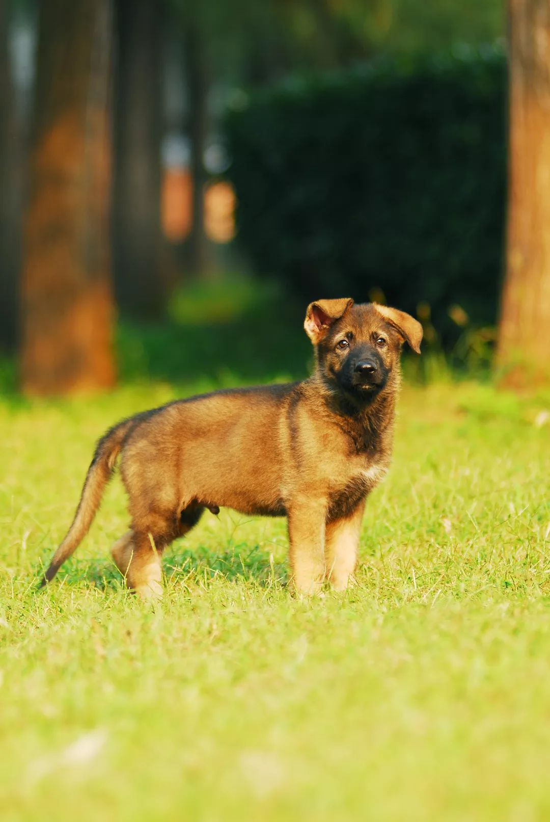 德国牧羊犬历史最重体型,世界上最顶级的德国牧羊犬