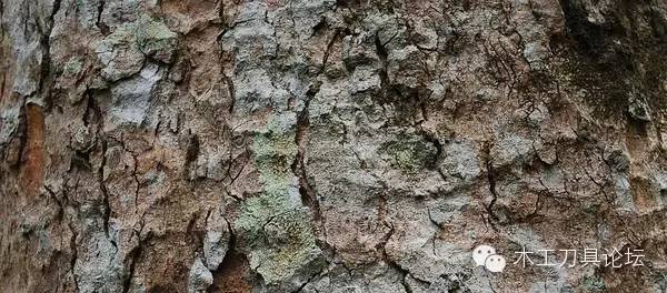 识别木材优劣家居人必备基本功,木材识别基础知识