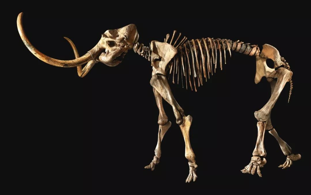 蘇富比香港：人间异珍高清巨献