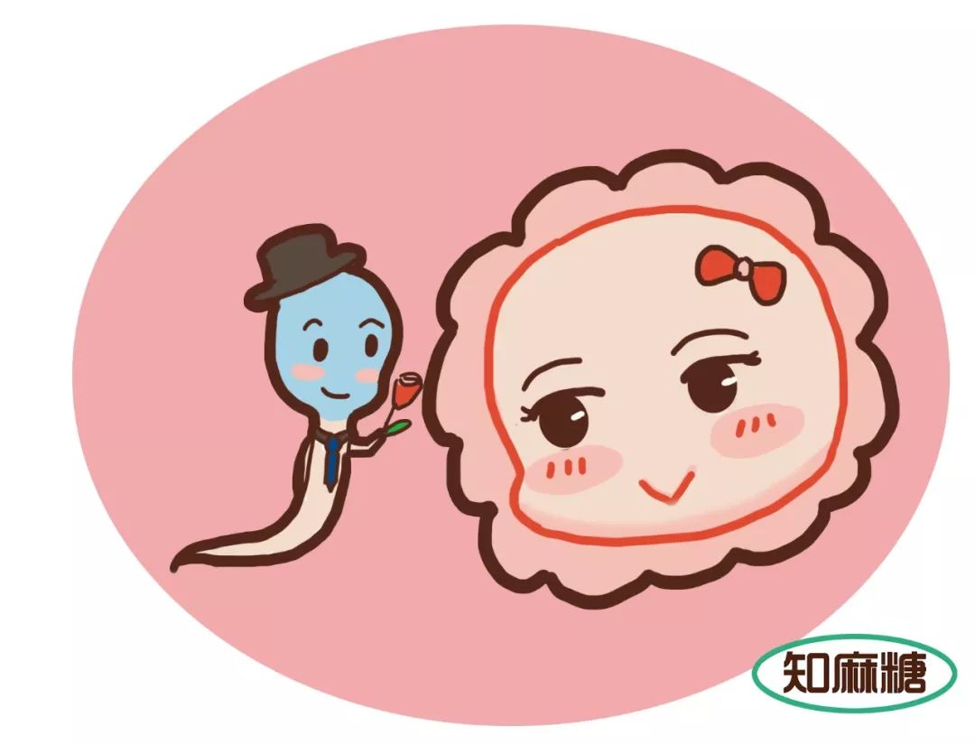 什么是试管婴儿费用一般多少,什么是试管婴儿解释