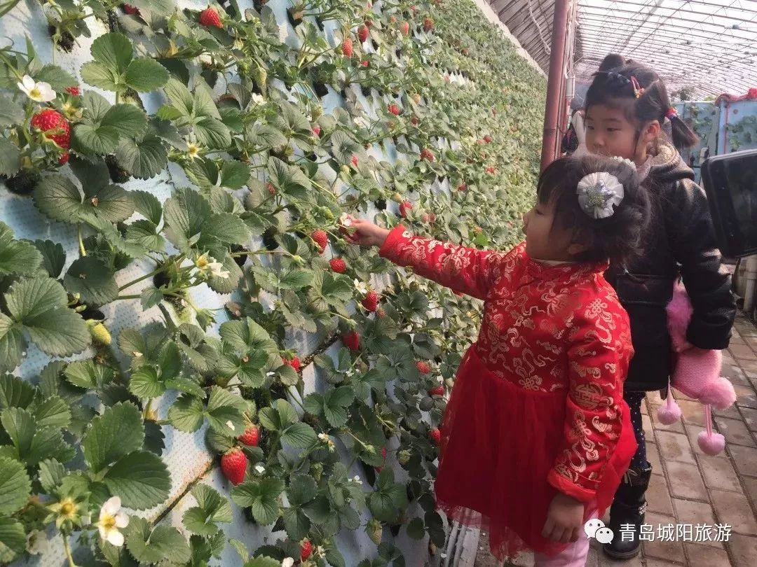 青岛城阳旅游线路推荐,青岛城阳一日游推荐