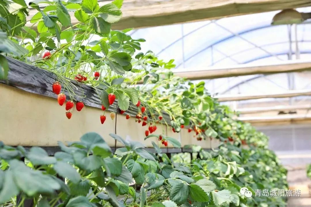 青岛城阳旅游线路推荐,青岛城阳一日游推荐