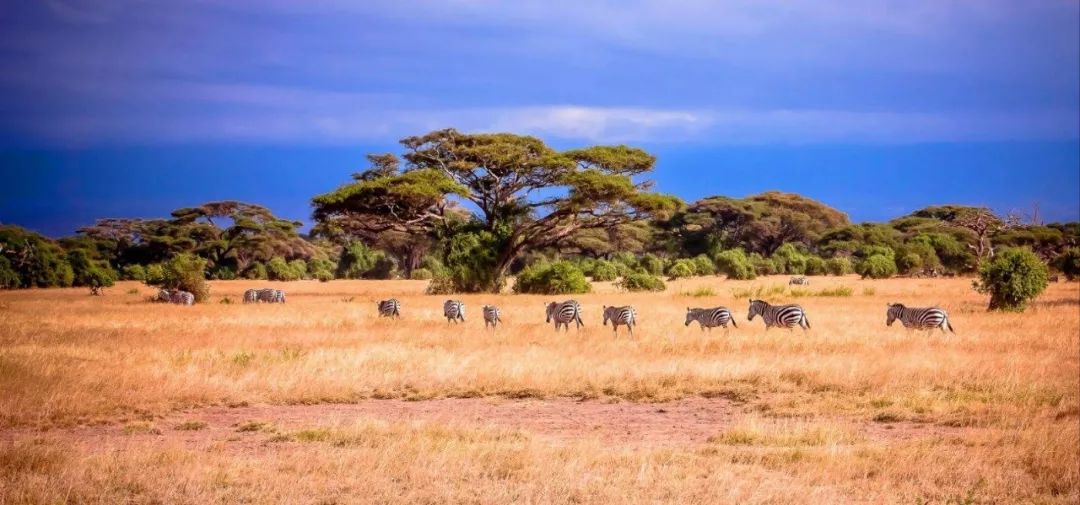 探索非洲动物世界|非洲—坦桑尼亚